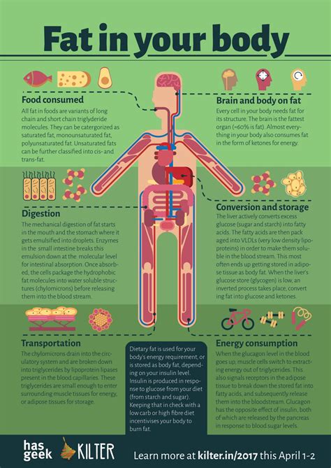Fat in your body – Kilter blog