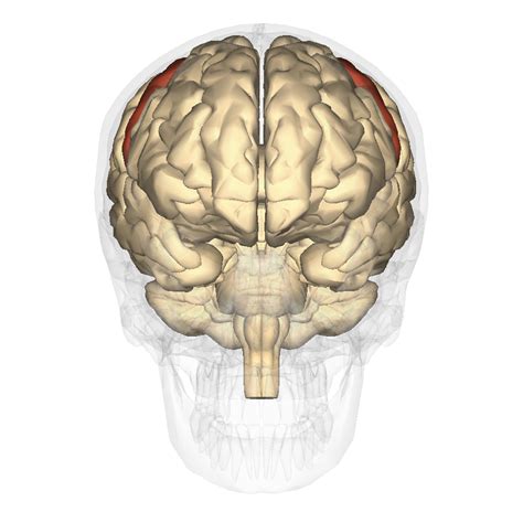Either way, they can be helpful for remembering the names of the twelve cranial nerves, as well as remembering which nerves are sensory, motor, or both. File:Precentral gyrus - anterior view.png - Wikimedia Commons