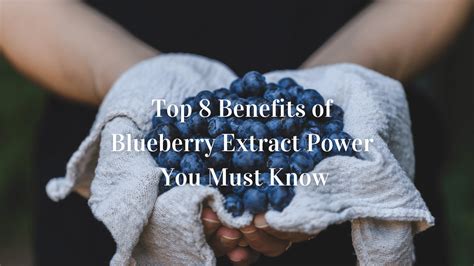 Top 8 Benefits Of Blueberry Extract Power You Must Know Herb Bio