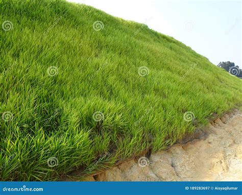 The Grass Is Planted To Prevent Erosion Of The Soil Slope Stock Image