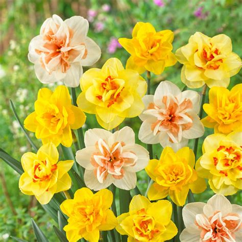 Daffodils Order Your Daffodil Bulbs Online Bulbs Direct Nz