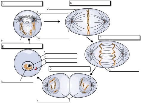 Sister chromatids, centromere, chromosome, chromosome arm. Biology/ Cell Cycle Worksheet | Cell Cycle Labeling | School - Biology | Pinterest | Activities ...