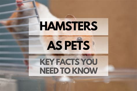 Hamsters As Pets Key Facts You Need To Know Rodents For Pets