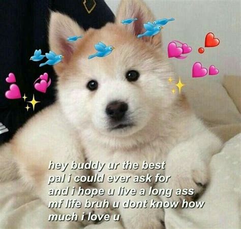 Wholesome Doggo Cute Love Memes Cute Memes Love Memes