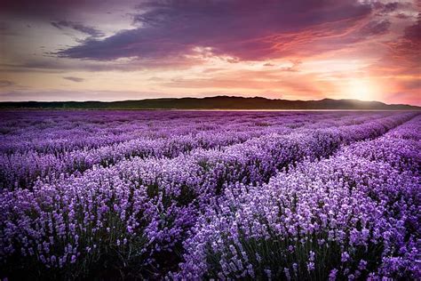 Lila Sonnenuntergang Blumen Feld Lavendel Violett Lavendelfeld