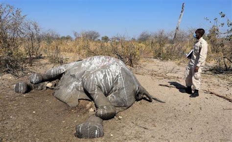 Cause Of Elephant Death In Botswana Remains A Mystery Afrinik