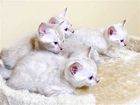 4 Week Old Snow Lynx Bengal Kittens In 2020 Bengal Kitten Bengal
