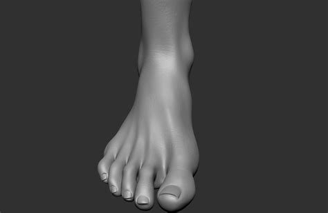 Human Foot 3d Model Turbosquid 1513287