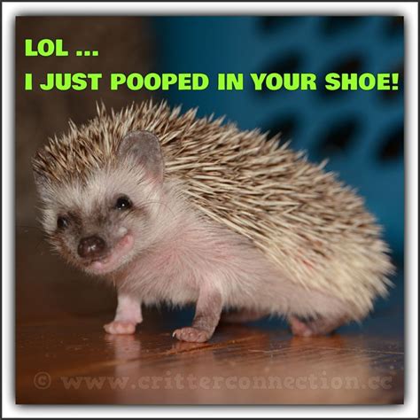 Don't forget to confirm subscription in your email. 103 best images about Hedgehog Memes, Funnies, Quotes and Misc... @ Millermeade Farm's Critter ...