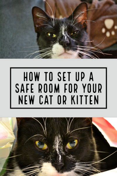 How To Set Up A Safe Room For Your New Cat Or Kitten Cattipper Cat Blog