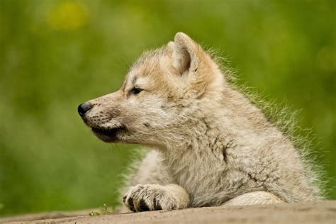Arctic Wolf Pup Wolf Pup Arctic Wolf Wolf Dog