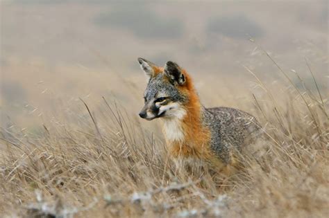 The Current Status Of The Island Fox Channel Islands National Park U