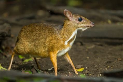 Java Mouse Deer Facts Critterfacts