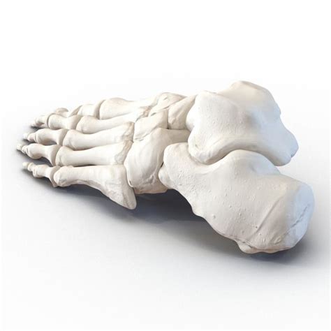 3d Human Foot Bones 3d Molier International