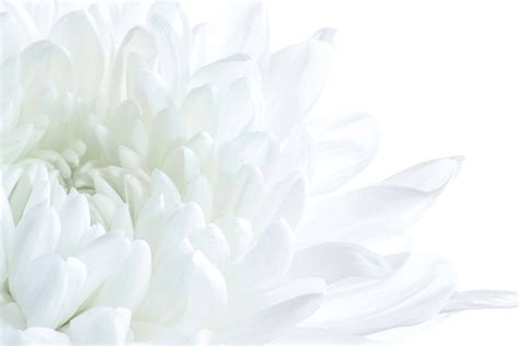Download A Delicate White Petaled Flower Wallpaper