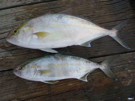 Greater Amberjack Fishes Of North Carolina
