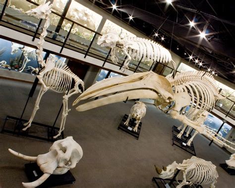 Skeletons Museum Of Osteology Oklahomas Official