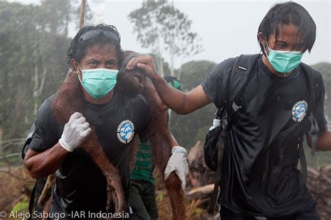 International Animal Rescue Iar Orangutan Outreach