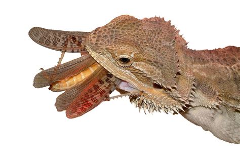 What Are The Different Types Of Bearded Dragon Diseases
