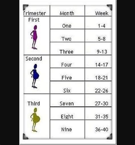 Weeks Of Gestation By Trimester Chart