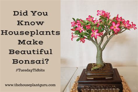 Did You Know Houseplants Make Beautiful Bonsai The Houseplant Guru