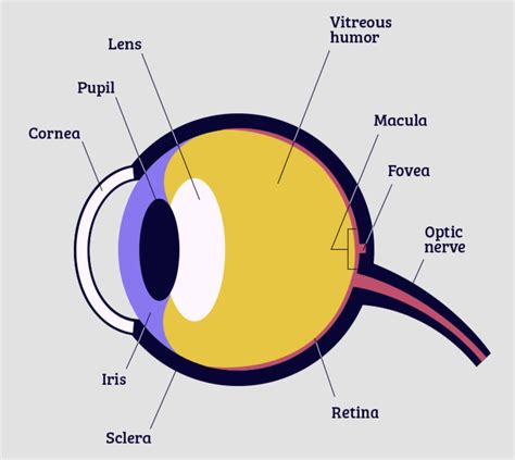 Parts Of The Eye Diagram For Kids