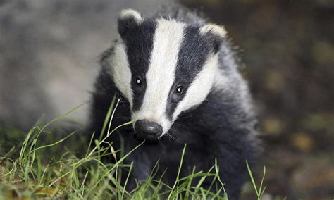 Badger Cull Called Off In Gloucestershire Environment