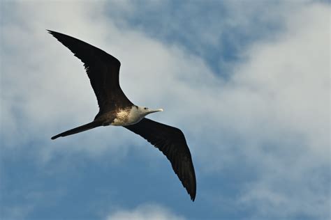 Magnificent Frigatebird Birdforum