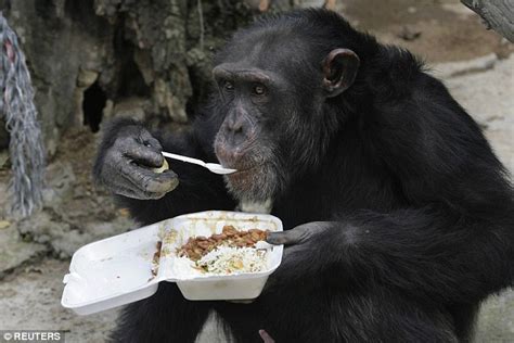 Scientists Film Chimps In West Africa Drinking Tree Sap Alcohol Daily