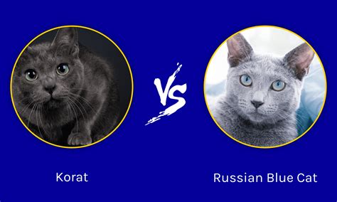 Korat Vs Russian Blue Cat Key Differences Explained Az Animals