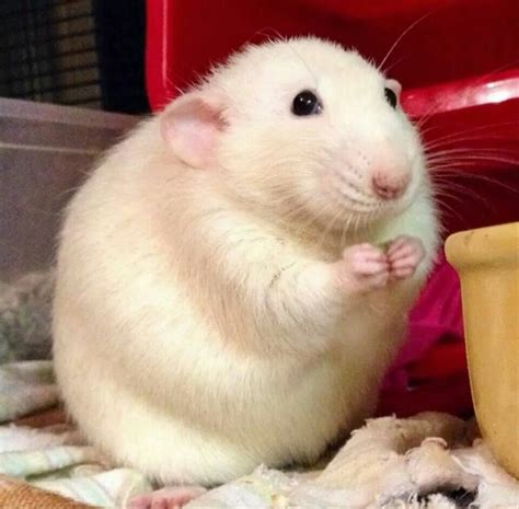 Including a comprehensive guide to dumbo rats as pets, dumbo rat health and where to find adorable little baby dumbo kittens. Fluffy Cuteness! by Veronica Smith | Pet rats, Cute rats ...