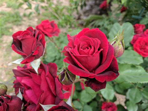 7 Tipos De Rosas Para Embellecer Tu Jardín O Patio Jardineria On