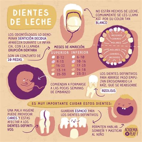 Infografía Los Dientes De Leche Academiaplay