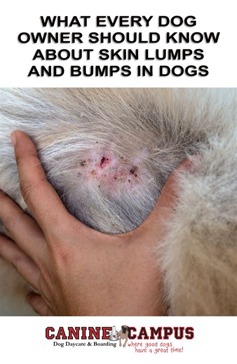 What Every Dog Owner Should Know About Skin Lumps And Bumps In Dogs