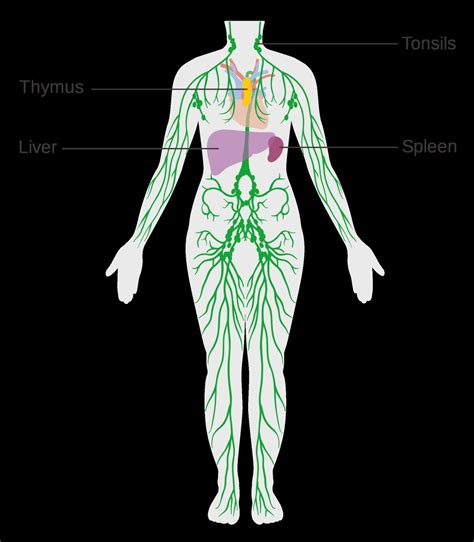 Labeled Diagram Of The Lymphatic System Knitive