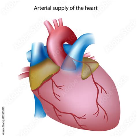Coronary Arteries Of The Heart Unlabeled Stock Illustration Adobe Stock