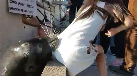 Watch Shocking Moment Sea Lion Grabs Girl From Dock And Pulls Her