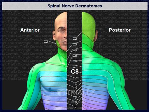 Spinal Nerve Dermatomes Trial Exhibits Inc