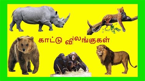 காட்டு விலங்குகள் /Tamil Wild animals name video for Kids and Children