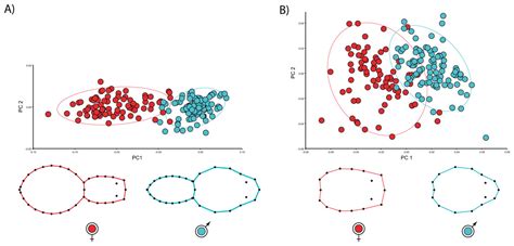 Geometric Morphometrics Reveals Sex Differential Shape Allometry In A