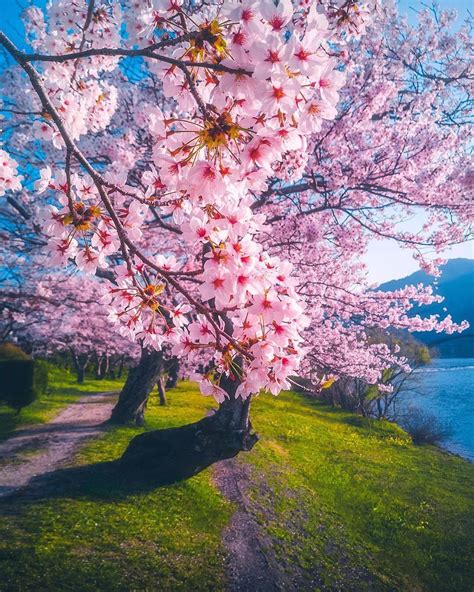 Hanami El Festival Japonés De Contemplación De Los Cerezos En Flor