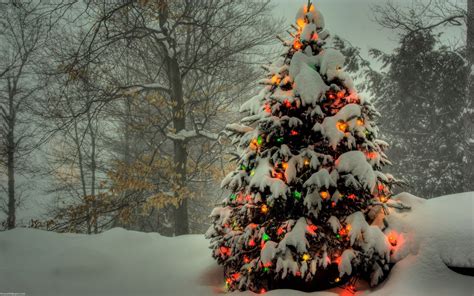 Christmas Bigpic Wallpaper Forest Covered Tree
