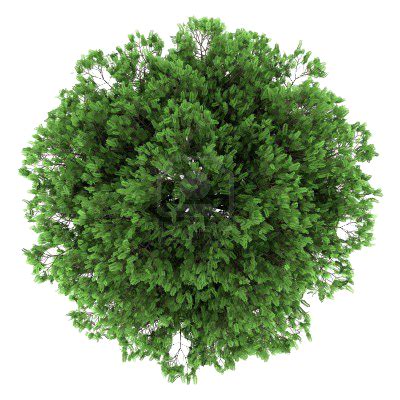 Collection of Tree PNG Top View. | PlusPNG