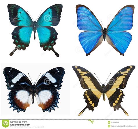 Close Up Of Collection Multi Colored Beautiful Butterflies Blue Stock