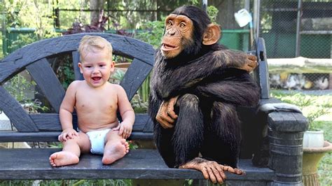 Funny Babies And Monkey Compilation Youtube