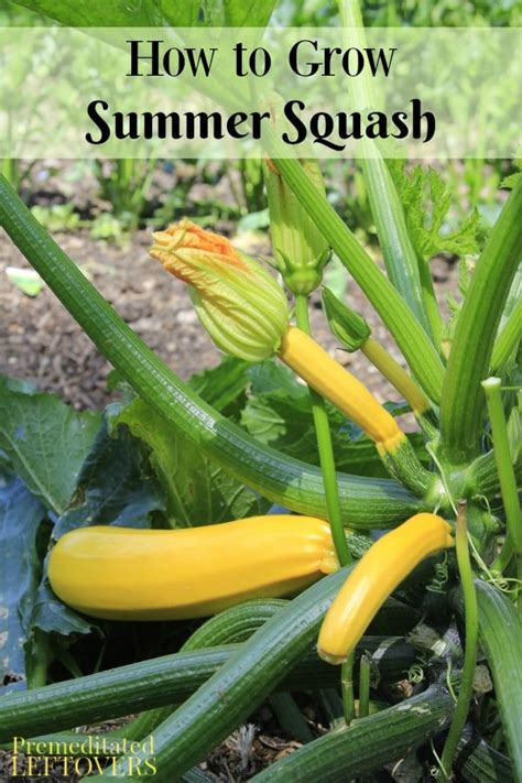 How To Grow Summer Squash In Your Garden Tips From Seed To Harvest