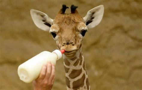 Bottle Feeding Baby Giraffe Aww