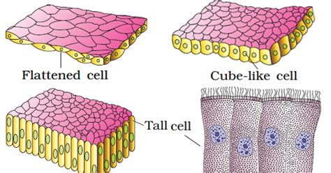 Structure and function of animal tissues and cell modification. Welcome to the Living World: Structural Organisation In ...
