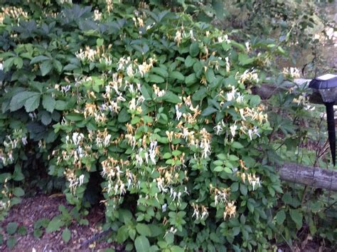 Check spelling or type a new query. Honeysuckle | Plants, Flower garden, Garden