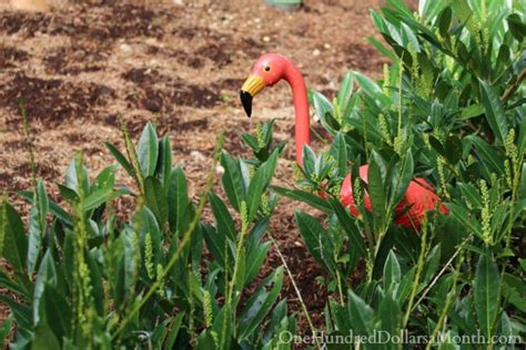 Pink Flamingo In Bushes One Hundred Dollars A Month